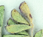 Astragalus anxius