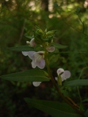 Pedicularis racemosa