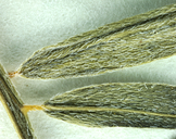 Astragalus bicristatus