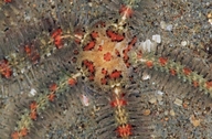 Ophiothrix spiculata
