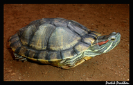 The Red-eared Slider