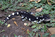 Ambystoma californiense