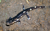 Ambystoma californiense