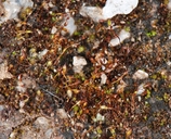 Microbryum starckeanum