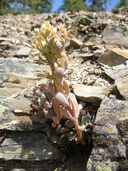 Sedum obtusatum ssp. paradisum