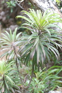 Trematolobelia kauaiensis