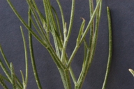 Astragalus toanus