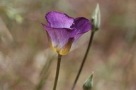 Calochortus invenustus