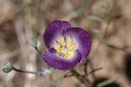 Calochortus invenustus