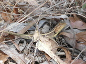 Eastern Two-lined Dragon
