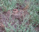 Crotalus ruber