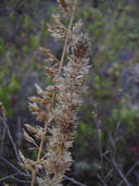 Eragrostis variabilis