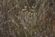 Perideridia gairdneri ssp. gairdneri