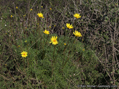 Leptosyne maritima