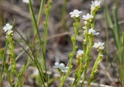 Plagiobothrys tener var. subglaber