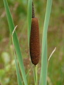 Greater Reedmace
