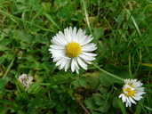 Bellis perennis