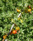 Ribes quercetorum