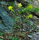 Aquilegia chrysantha