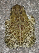 Sclerophrys garmani