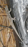 Lygodactylus stevensoni