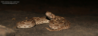Indian Saw-scaled Viper