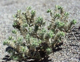 Ribbed Cryptantha.