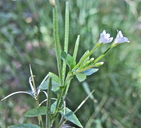 Epilobium ciliatum ssp. glandulosum