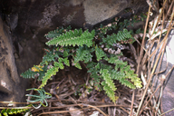 Myriopteris gracillima