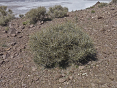 Spiny Desert Olive