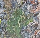 Petrophytum caespitosum