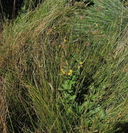 Meadow Stickseed