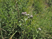 Cirsium arvense