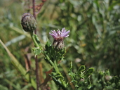 Cirsium arvense