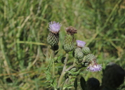 Cirsium arvense
