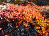 Carpobrotus chilensis