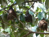Epauletted Bat