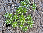 Navarretia leucocephala ssp. minima