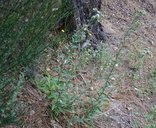 Sericocarpus oregonensis var. californicus