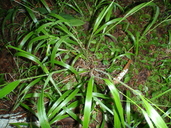 Brachypodium sylvaticum