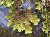 Rock Lung Lichen