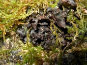 Black Spotted Felt Lichen
