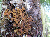 Tuckermannopsis orbata