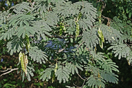 Silktree