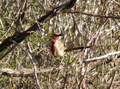 Tsavo Rosy-patched Shrike