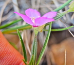 Clarkia gracilis