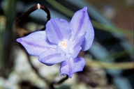 Dipterostemon capitatus ssp. lacuna-vernalis