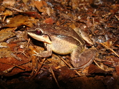 Leptodactylus didymus