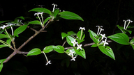 Chomelia tenuiflora