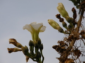 Ipomoea pauciflora